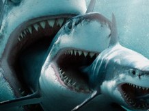 Рыба мороженая,икра красная на экспорт